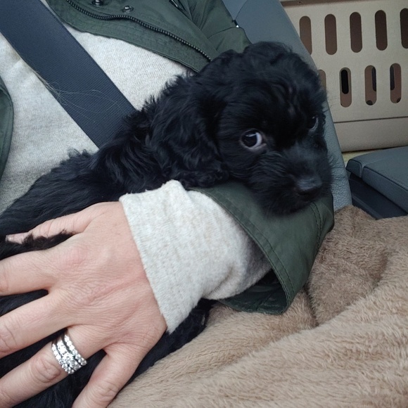 Meet Your Posher - Picture 6 of 7